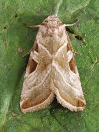 Attēlu rezultāti vaicājumam “Eucarta virgo”