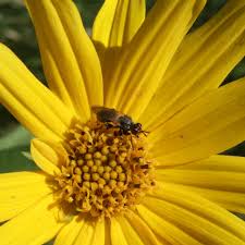 Attēlu rezultāti vaicājumam “Conopidae”