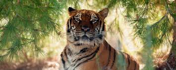 Afbeeldingsresultaat voor tijgers