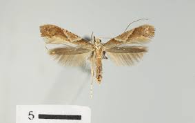 Attēlu rezultāti vaicājumam “Palustriella”