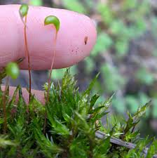Attēlu rezultāti vaicājumam “Calliergonella cuspidata sporophyte”