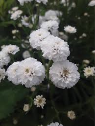 Image result for Achillea Ptarmica