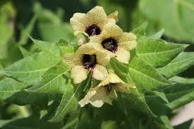 Attēlu rezultāti vaicājumam “Hyoscyamus niger”