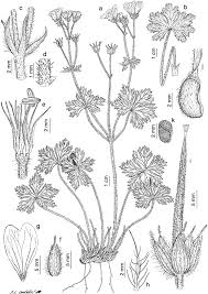 Attēlu rezultāti vaicājumam “Geranium bohemicum fruit”