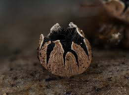 Attēlu rezultāti vaicājumam “Didymium nigripes”