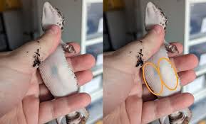 Image result for gravidity leopard gecko