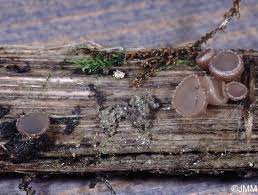 Attēlu rezultāti vaicājumam “Ombrophila violacea”