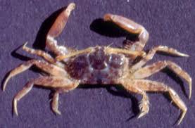 Attēlu rezultāti vaicājumam “Cribraria costata macro”