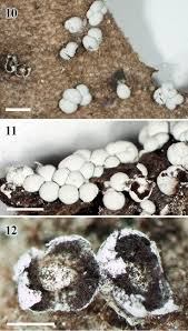 Attēlu rezultāti vaicājumam “Diderma cinereum macro”