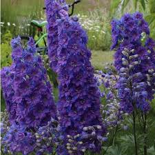 Image result for Delphinium consolida