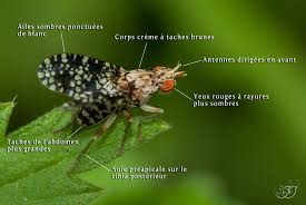 Attēlu rezultāti vaicājumam “Trypetoptera punctulata”