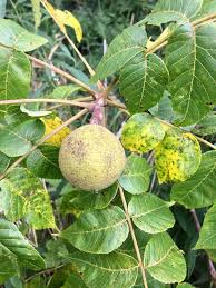 Attēlu rezultāti vaicājumam “Juglans x sinensis fruit”