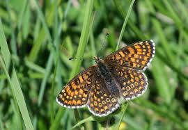 Attēlu rezultāti vaicājumam “Melitaea cinxia upperside”