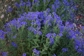 Attēlu rezultāti vaicājumam “Veronica austriaca subsp. teucrium flower”