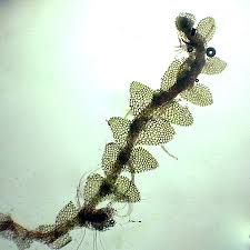 Attēlu rezultāti vaicājumam “Calypogeia suecica”