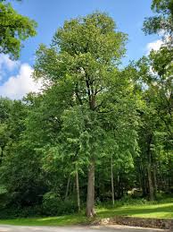 Attēlu rezultāti vaicājumam “Tilia americana”