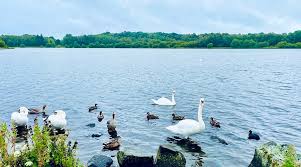 Image result for Drumpellier Cricket Club