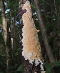 Attēlu rezultāti vaicājumam “Junghuhnia pseudozilingiana”