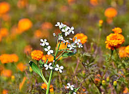 Attēlu rezultāti vaicājumam “Sinapis alba flower”