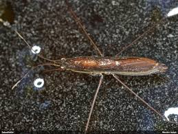 Attēlu rezultāti vaicājumam “Limnoporus rufoscutellatus”