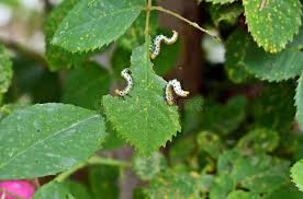 Attēlu rezultāti vaicājumam “Cerasus leaf”