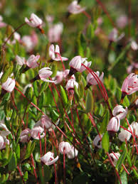 Attēlu rezultāti vaicājumam “Oxycoccus leaf”