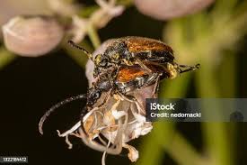 Attēlu rezultāti vaicājumam “Pseudovadonia livida”