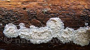 Attēlu rezultāti vaicājumam “Phlebia serialis”