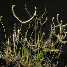 Attēlu rezultāti vaicājumam “Drosera x obovata leaf”