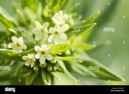 Attēlu rezultāti vaicājumam “Lithospermum officinale”