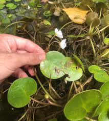 Attēlu rezultāti vaicājumam “Hydrocharis morsus-ranae fruit”