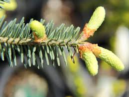 Attēlu rezultāti vaicājumam “Abies balsamea”