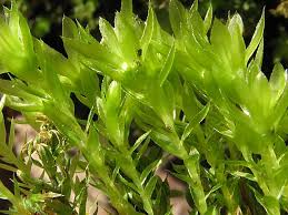 Attēlu rezultāti vaicājumam “Mnium hornum sporophyte”