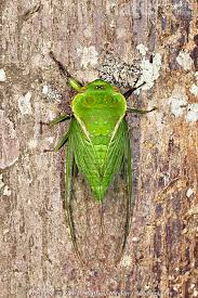 Image result for Atherton Devils