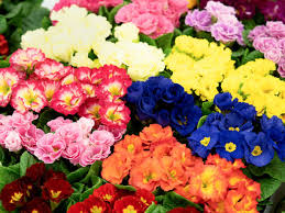 Attēlu rezultāti vaicājumam “Primula x polyantha flower”