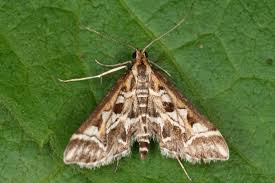 Attēlu rezultāti vaicājumam “Diasemia reticularis”