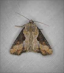 Attēlu rezultāti vaicājumam “Apamea ophiogramma”