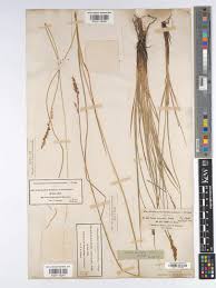 Attēlu rezultāti vaicājumam “Carex appropinquata”