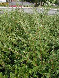 Attēlu rezultāti vaicājumam “Cotoneaster divaricatus”