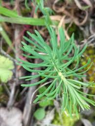Attēlu rezultāti vaicājumam “Euphorbia cyparissias leaf”