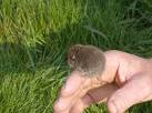 See SY5786 : Toad saved - via Daymix