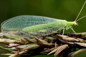 Attēlu rezultāti vaicājumam “Ophiotheca chrysosperma”
