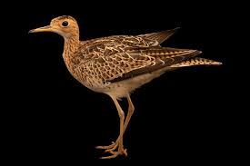 Image result for Bartramia longicauda