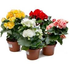 Image result for Бегония Элатиор 12х22 4601887072423