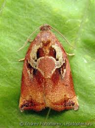 Attēlu rezultāti vaicājumam “Archips podana”