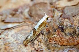 Attēlu rezultāti vaicājumam “Argyresthia pruniella”