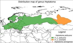 Attēlu rezultāti vaicājumam “Heptatoma pellucens”
