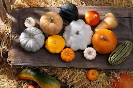 Image result for Kürbis