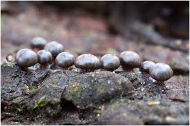 Attēlu rezultāti vaicājumam “Diderma umbilicatum macro”