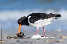 Attēlu rezultāti vaicājumam “Haematopus ostralegus”